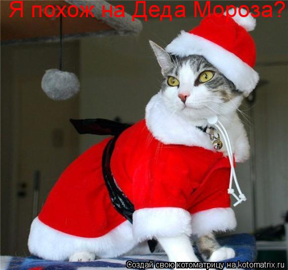 Котоматрица: Я похож на Деда Мороза?