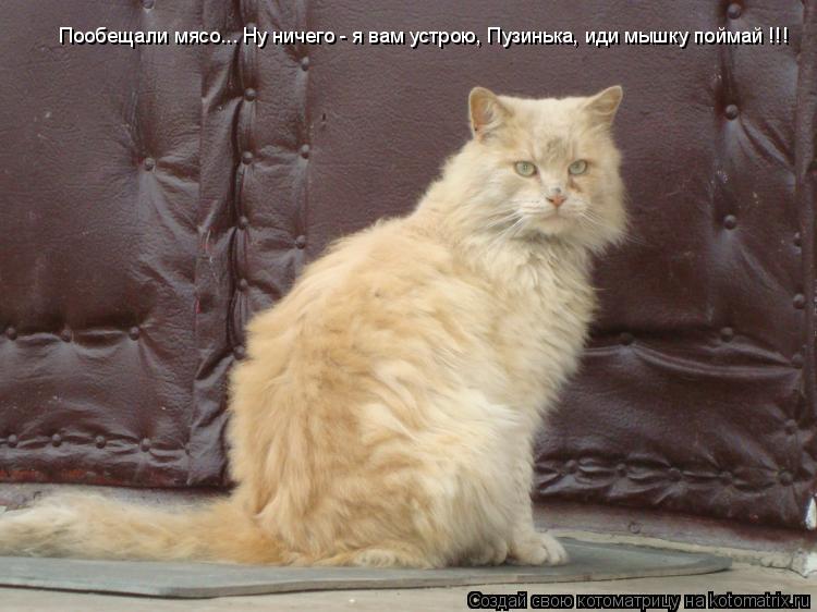 Котоматрица: Пообещали мясо... Ну ничего - я вам устрою, Пузинька, иди мышку поймай !!!