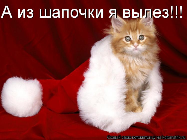 А из шапочки я вылез!!!... Котоматрица: А из шапочки я вылез!!!