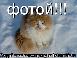 фотой!!!... Котоматрица: фотой!!!