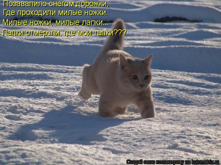 Позавалило снегом дорожки, Где проходили милые ножки. Милые ножки, милые лапки... Лапки отмёрзли, где... Котоматрица: Позавалило снегом дорожки, Где проходили милые ножки. Милые ножки, милые лапки... Лапки отмёрзли, где мои тапки???