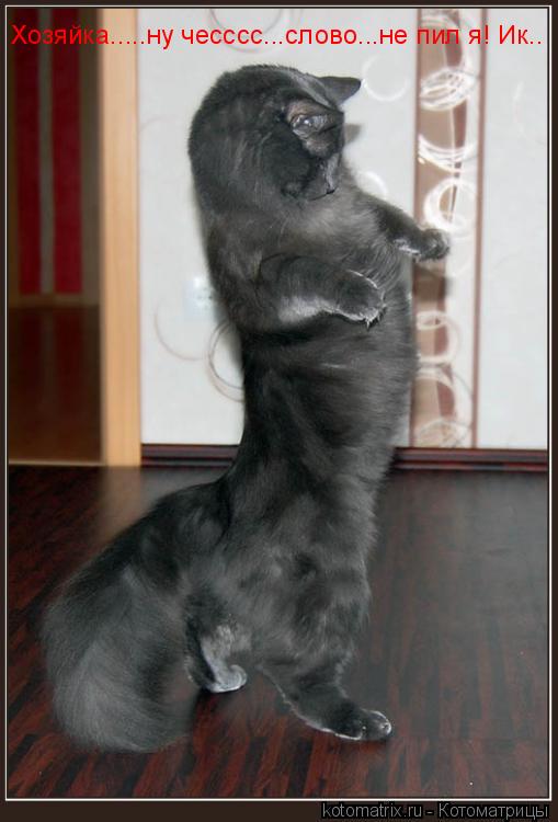 Хозяйка.....ну чесссс...слово...не пил я! Ик..... Котоматрица: Хозяйка.....ну чесссс...слово...не пил я! Ик..