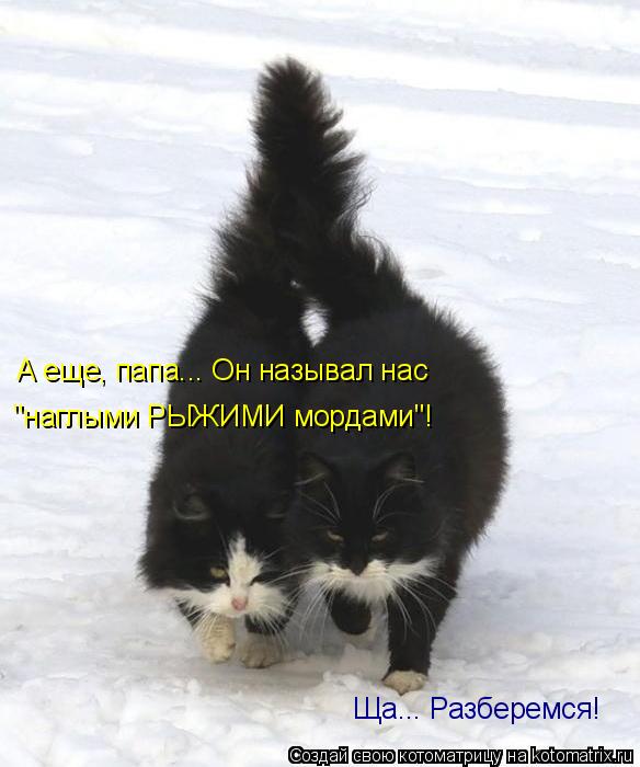 А еще, папа... Он называл нас "наглыми РЫЖИМИ мордами"! Ща... Разберемся!... Котоматрица: А еще, папа... Он называл нас "наглыми РЫЖИМИ мордами"! Ща... Разберемся!