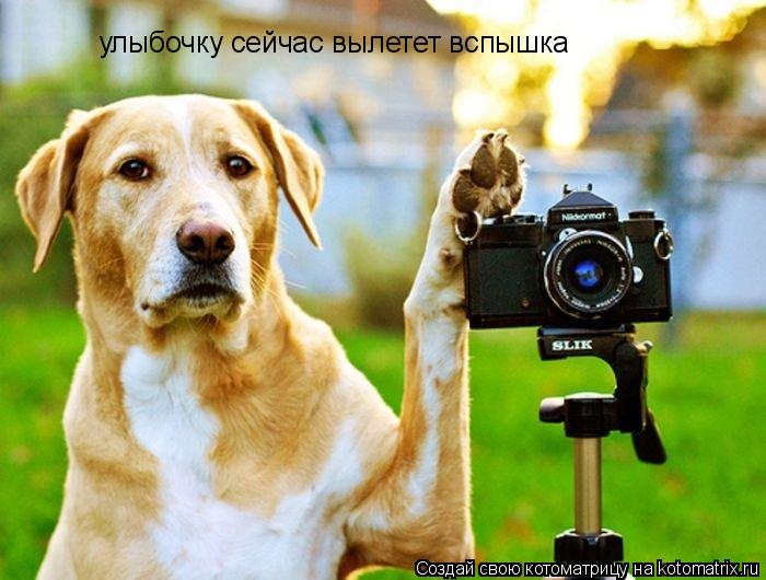 улыбочку сейчас вылетет вспышка... Котоматрица: улыбочку сейчас вылетет вспышка