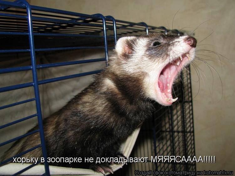 хорьку в зоопарке не докладывают МЯЯЯСАААА!!!!!... Котоматрица: хорьку в зоопарке не докладывают МЯЯЯСАААА!!!!!