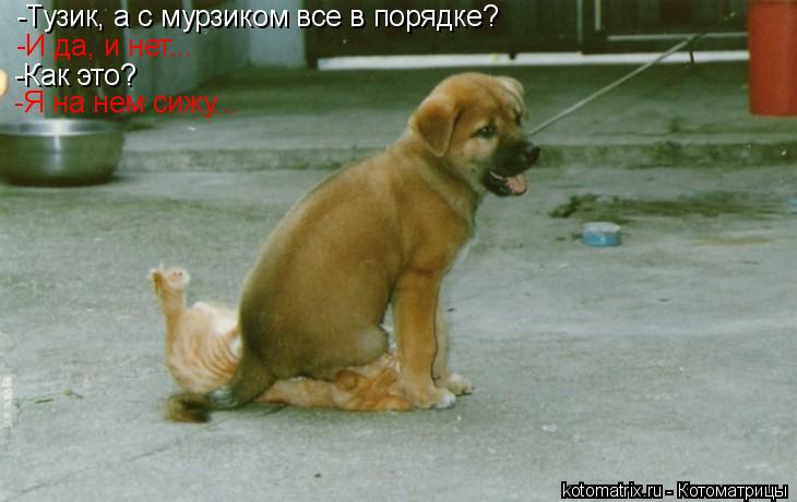 -Тузик, а с мурзиком все в порядке? -И да, и нет... -Как это? -Я на нем сижу...... Котоматрица: -Тузик, а с мурзиком все в порядке? -И да, и нет... -Как это? -Я на нем сижу...