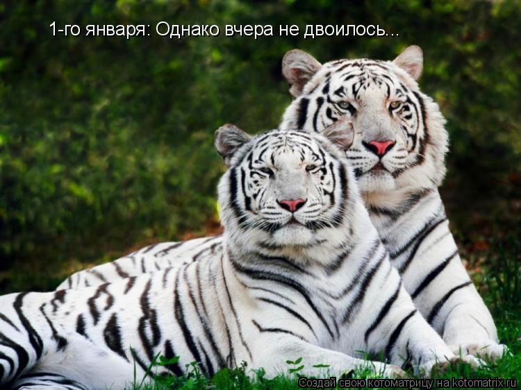 1-го января: Однако вчера не двоилось...... Котоматрица: 1-го января: Однако вчера не двоилось...