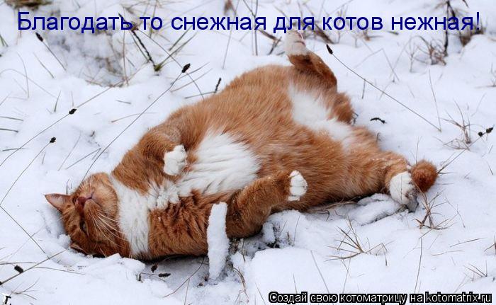 Благодать то снежная для котов нежная!... Котоматрица: Благодать то снежная для котов нежная!