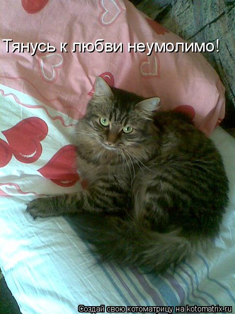 Тянусь к любви неумолимо!... Котоматрица: Тянусь к любви неумолимо!