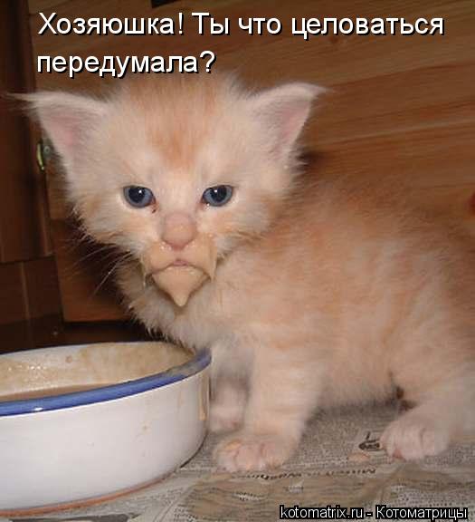 Хозяюшка! Ты что целоваться передумала?... Котоматрица: Хозяюшка! Ты что целоваться передумала?