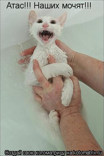 Атас!!! Наших мочят!!!... Котоматрица: Атас!!! Наших мочят!!!