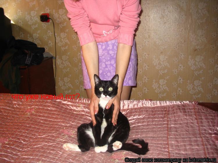 что уже новый гот?... Котоматрица: что уже новый гот?