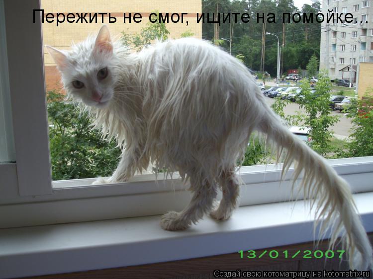 Пережить не смог, ищите на помойке...... Котоматрица: Пережить не смог, ищите на помойке...