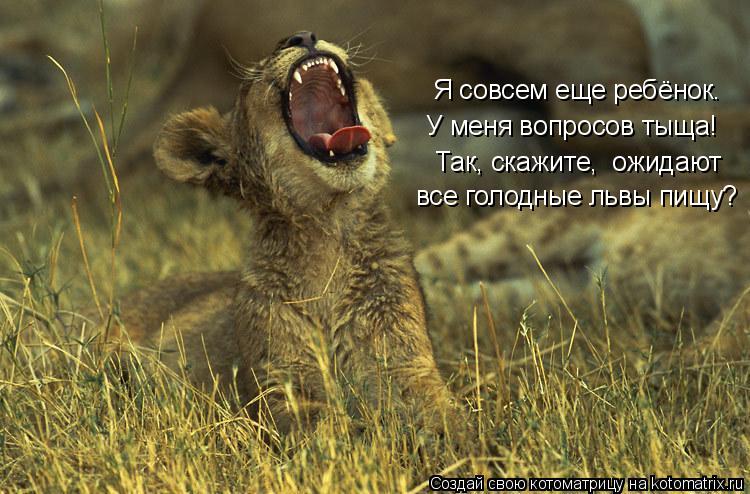 Котоматрица: Я совсем еще ребёнок. У меня вопросов тыща! Так, скажите,  ожидают  все голодные львы пищу?