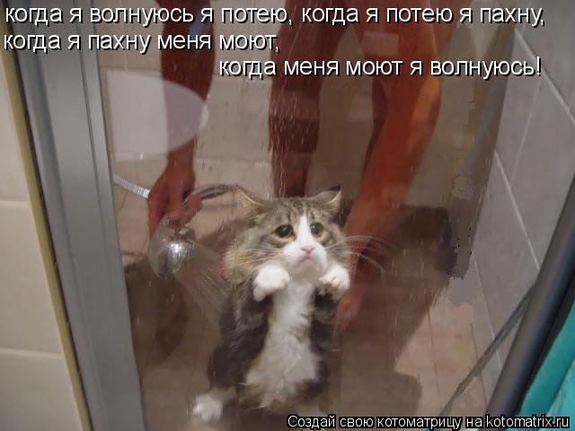 Котоматрица: когда я волнуюсь я потею, когда я потею я пахну, когда я пахну меня моют, когда меня моют я волнуюсь!