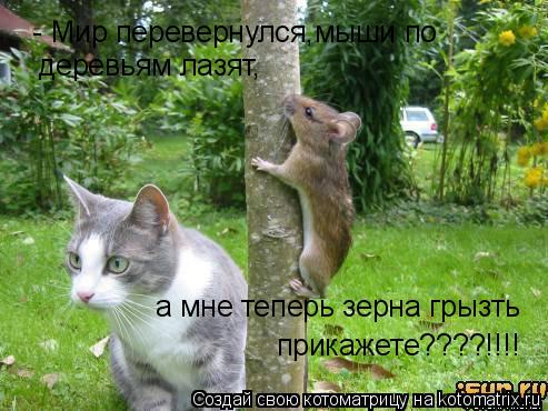 Котоматрица: - Мир перевернулся,мыши по  деревьям лазят, а мне теперь зерна грызть прикажете????!!!!