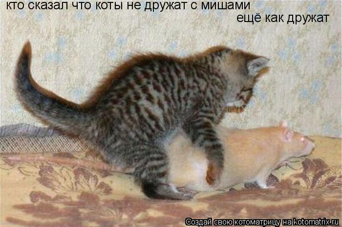 Котоматрица: кто сказал кто сказал кто сказал что коты не дружат с мишами ещё как дружат