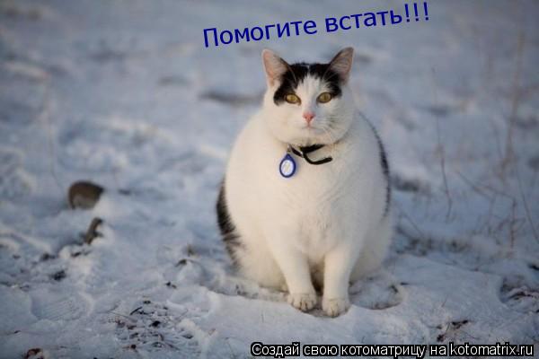Котоматрица: Помогите встать!!!