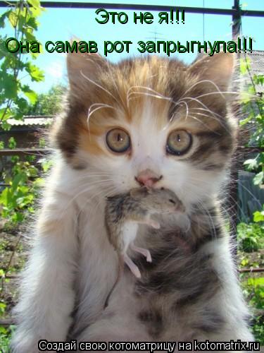Котоматрица: Это не я!!!Она самав рот запрыгнула!!! Это не я!!! Она самав рот запрыгнула!!!