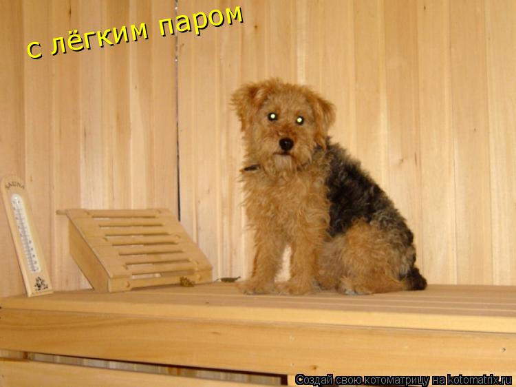 Котоматрица: с лёгким паром