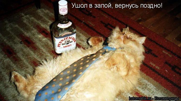 Котоматрица: Ушол в запой, вернусь поздно!