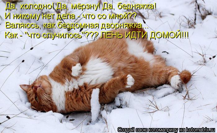 Котоматрица: Да, холодно! Да, мёрзну! Да, бедняжка! И никому нет дела - что со мной?? Валяюсь, как бездомная дворняжка... Как - "что случилось"??? ЛЕНЬ ИДТИ ДОМОЙ