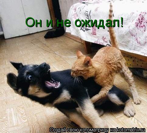 Котоматрица: Он и не ожидал!