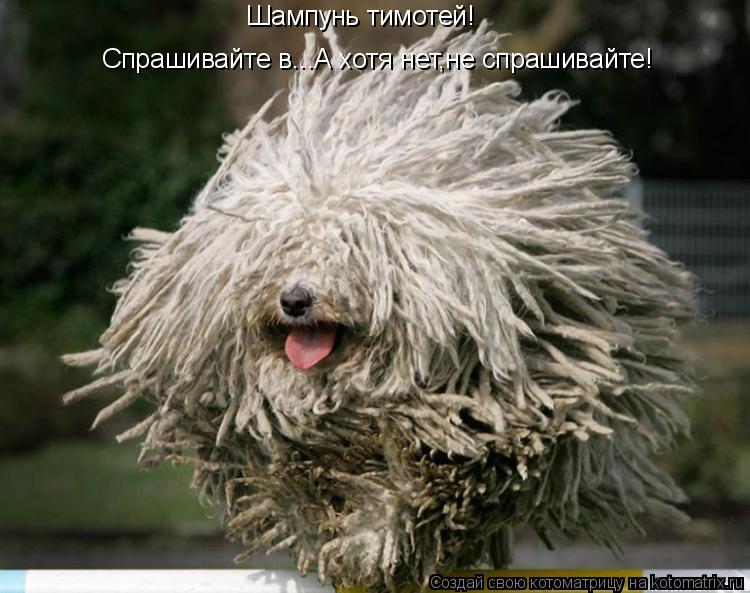 Котоматрица: Шампунь тимотей! Спрашивайте в...А хотя нет,не спрашивайте!