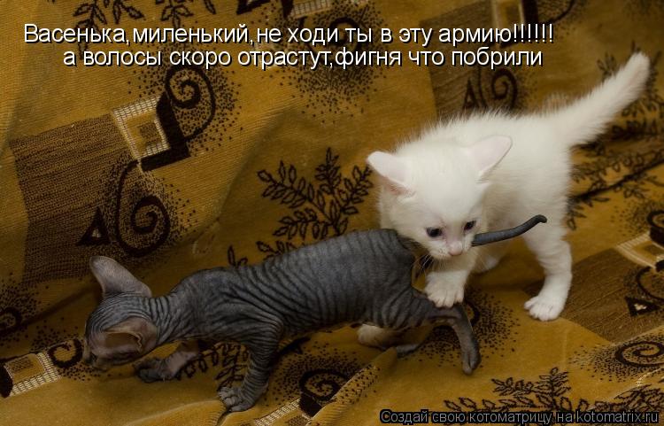 Котоматрица: Васенька,миленький,не ходи ты в эту армию!!!!!! а волосы скоро отрастут,фигня что побрили