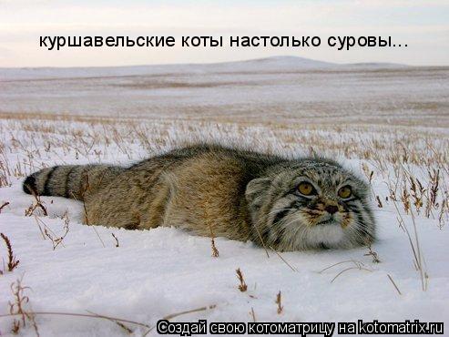 Котоматрица: куршавельские коты настолько суровы...
