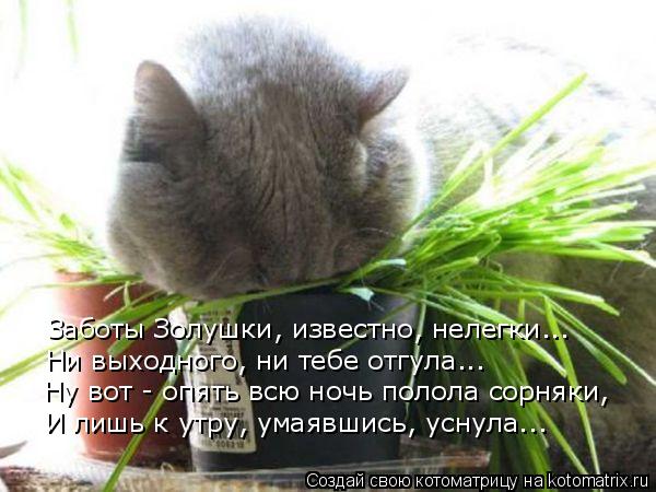 Заботы Золушки, известно, нелегки... Ни выходного, ни тебе отгула... И лишь к утру, умаявшись, уснула... Котоматрица: Заботы Золушки, известно, нелегки... Ни выходного, ни тебе отгула... И лишь к утру, умаявшись, уснула... Ну вот - опять всю ночь полола сорняки,