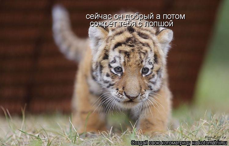 Котоматрица: сейчас он добрый а потом сейчас он добрый а потом сожрёт тебя с лопшой сожрёт тебя с лопшой