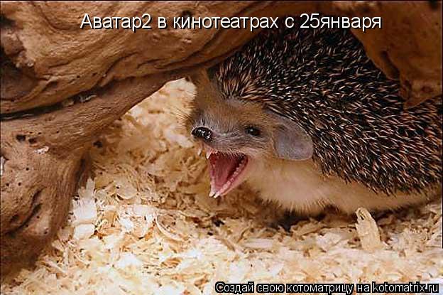 Котоматрица: Аватар2 в кинотеатрах с 25января