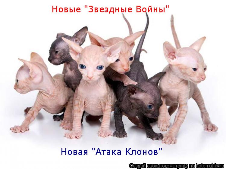 Котоматрица: Новые "Звездные Войны" Новая "Атака Клонов"