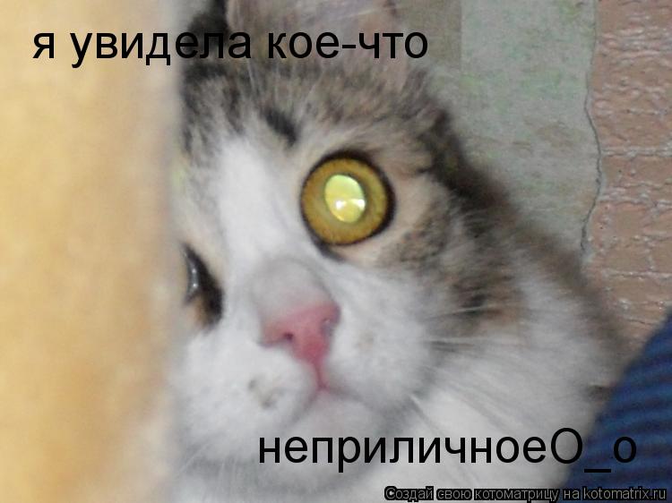 Котоматрица: я увидела кое-что  неприличноеО_о