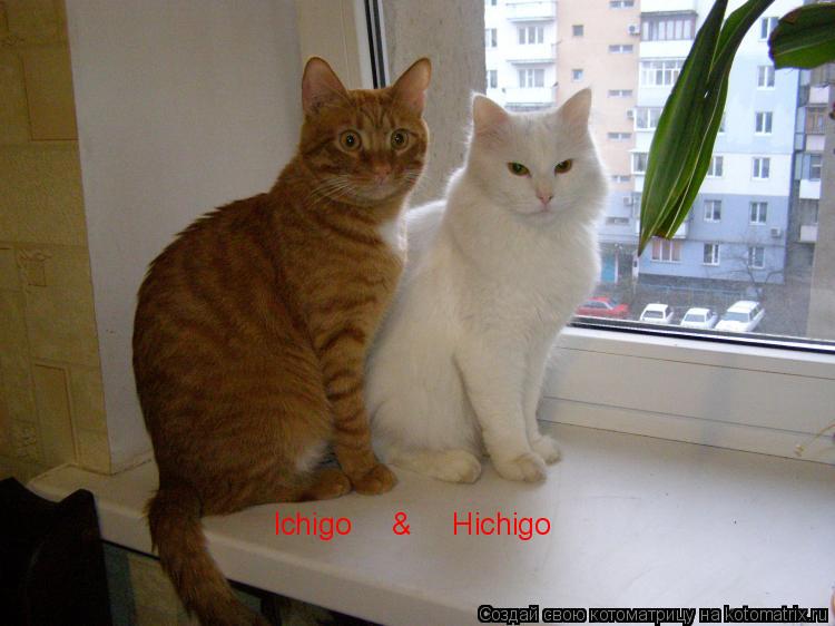 Котоматрица: Ichigo     &     Hichigo