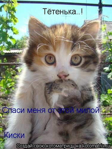 Котоматрица: А-а-а! О владыка! Помоги, спаси от этого кота! А-а-а! О владыка!  Спаси меня от этой милой  Киски Тётенька..!