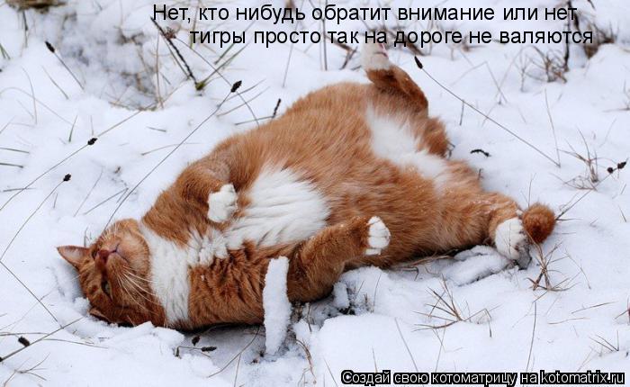 Нет, кто нибудь обратит внимание или нет тигры просто так на дороге не валяются... Котоматрица: Нет, кто нибудь обратит внимание или нет тигры просто так на дороге не валяются