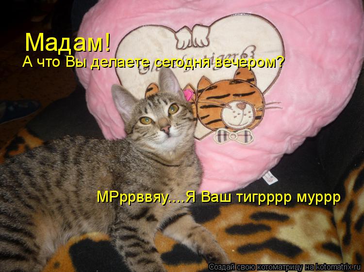 Мадам! А что Вы делаете сегодня вечером? МРррввяу....Я Ваш тигрррр муррр... Котоматрица: Мадам! А что Вы делаете сегодня вечером? МРррввяу....Я Ваш тигрррр муррр