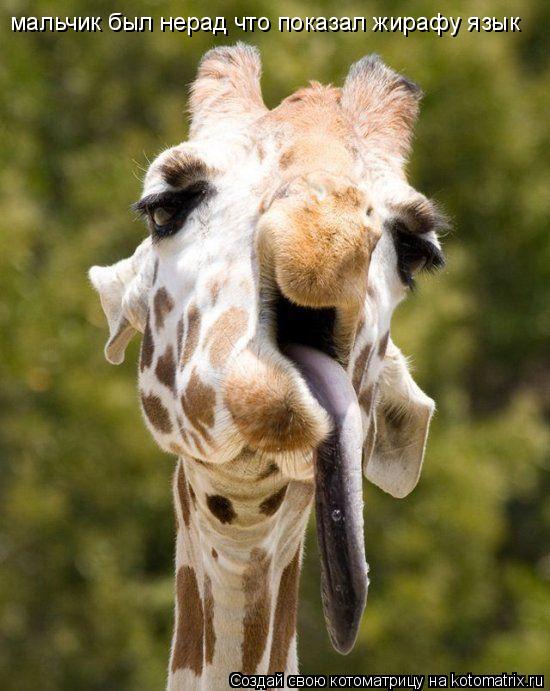 Котоматрица: мальчик был нерад что показал жирафу язык