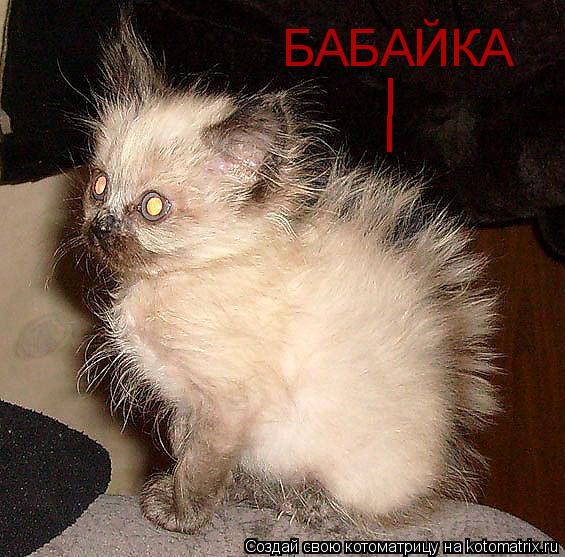 Котоматрица: БАБАЙКА l l