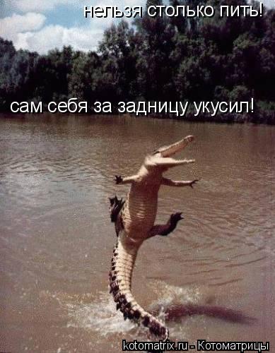 Котоматрица: нельзя столько пить! сам себя за задницу укусил!