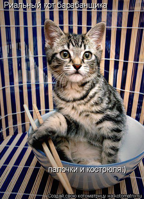 Котоматрица: Риальный кот барабанщика палочки и кострюля:)
