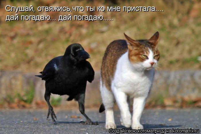 Котоматрица: Слушай, отвяжись,что ты ко мне пристала.... дай погадаю... дай погадаю.....