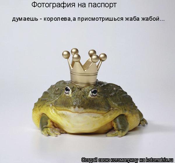 Котоматрица: Фотография на паспорт думаешь - королева,а присмотришься жаба жабой...