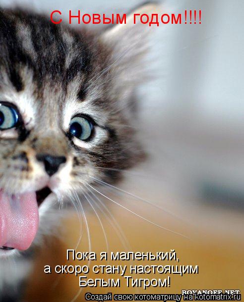 С Новым годом!!!! С Новым годом!!!! Пока я маленький, а скоро стану настоящим Белым Тигром!... Котоматрица: С Новым годом!!!! С Новым годом!!!! Пока я маленький, а скоро стану настоящим Белым Тигром!