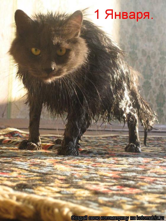 1 Января.... Котоматрица: 1 Января.