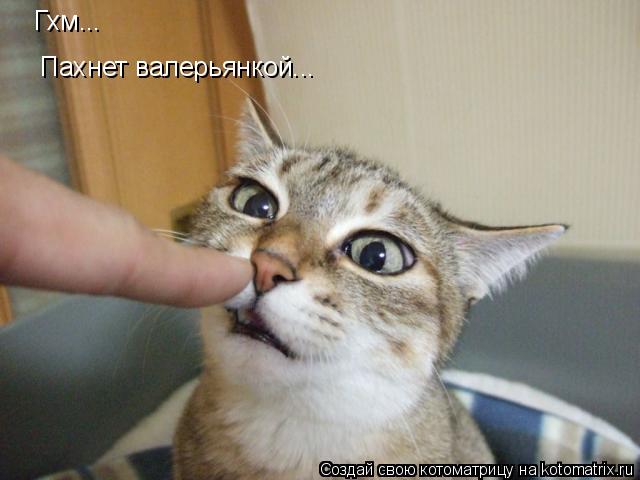 Котоматрица: Гхм... Пахнет валерьянкой...