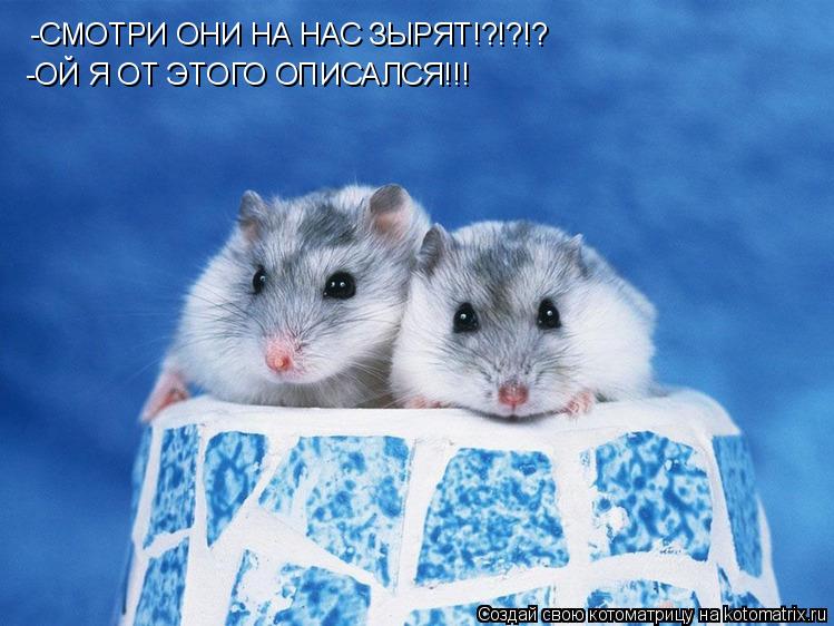 -СМОТРИ ОНИ НА НАС ЗЫРЯТ!?!?!? -ОЙ Я ОТ ЭТОГО ОПИСАЛСЯ!!!... Котоматрица: -СМОТРИ ОНИ НА НАС ЗЫРЯТ!?!?!? -ОЙ Я ОТ ЭТОГО ОПИСАЛСЯ!!!
