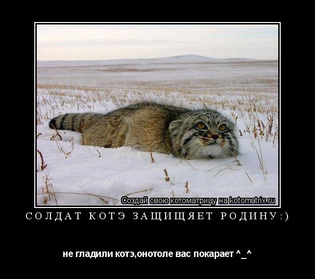 Котоматрица: солдат котэ защищяет родину:) не гладили котэ,онотоле вас покарает ^_^